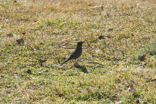 0809_week_51_6c-lyi_500