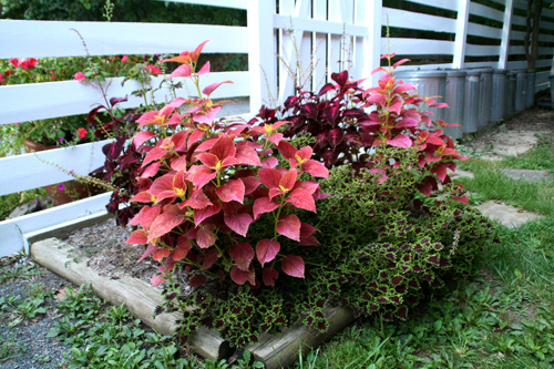 0809_week_51_7b-ly_500