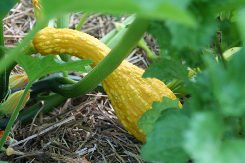 0910_week_41_2a_500_1