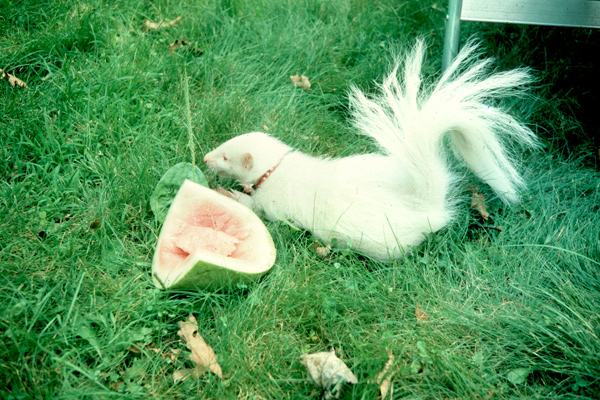 1011_week_52_17b_600