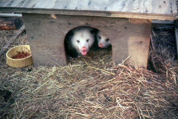 1011_week_52_17d_600