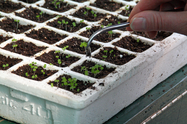 1112_week_27_10b_600