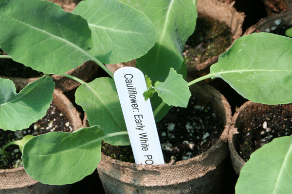 1112_week_27_11b_600