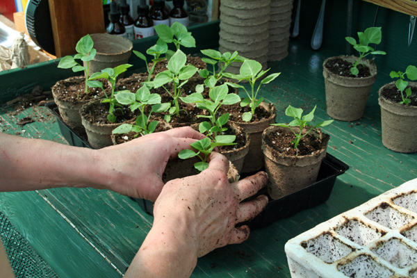 1112_week_27_13d_600