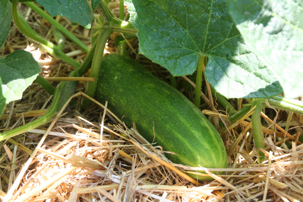 1112_week_42_1a_600_1