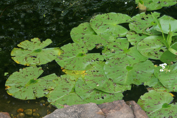 1213_week_41_1c_600_1