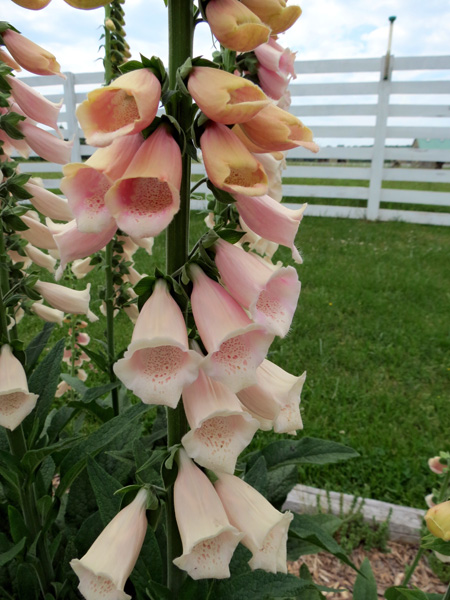 1314_week_37_9c_600_1