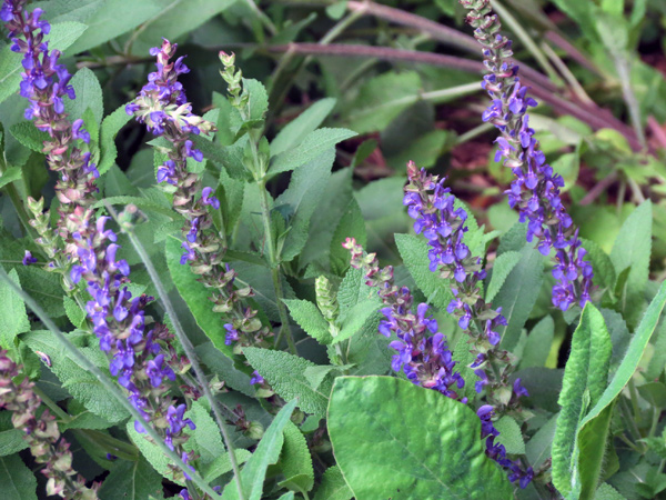 1314_week_39_1c-A_600