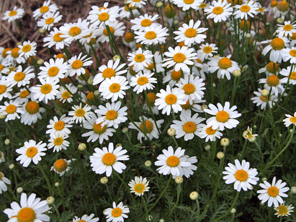 1314_week_41_8a_600_1