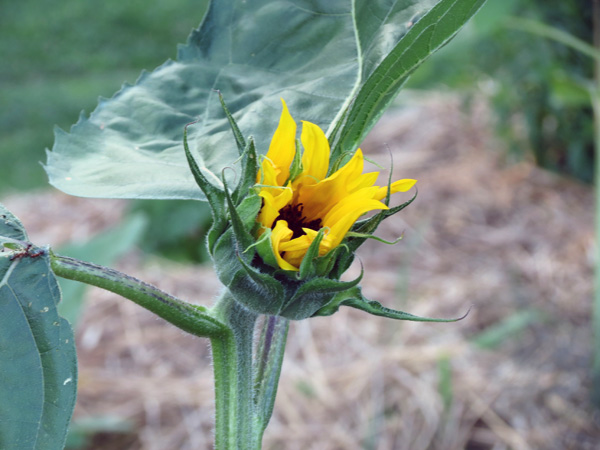 1314_week_41_8b_600_1