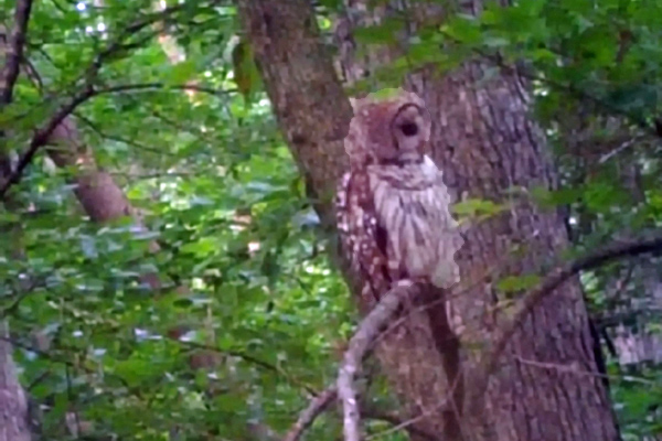 1819_wk38_owl_600