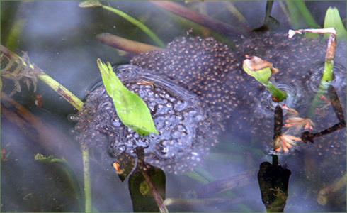 _hp_Apr21_490x300_zg