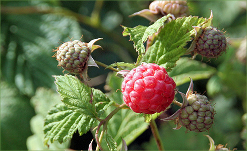 _hp_Jun21_490x300_zc