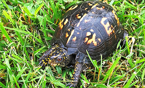 _hp_Jun21_490x300_zk