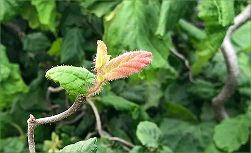 _hp_Jun21_490x300_zm