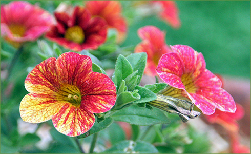 _hp_May21_490x300_za