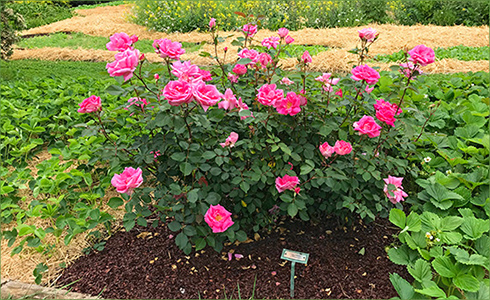 _hp_May21_490x300_zc