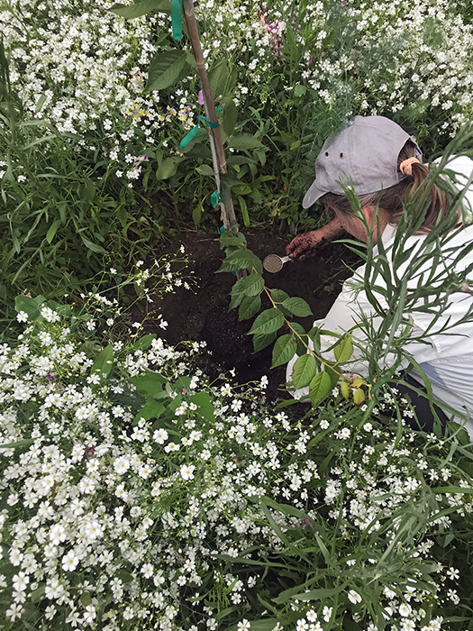 solstice_10_Jun21_700