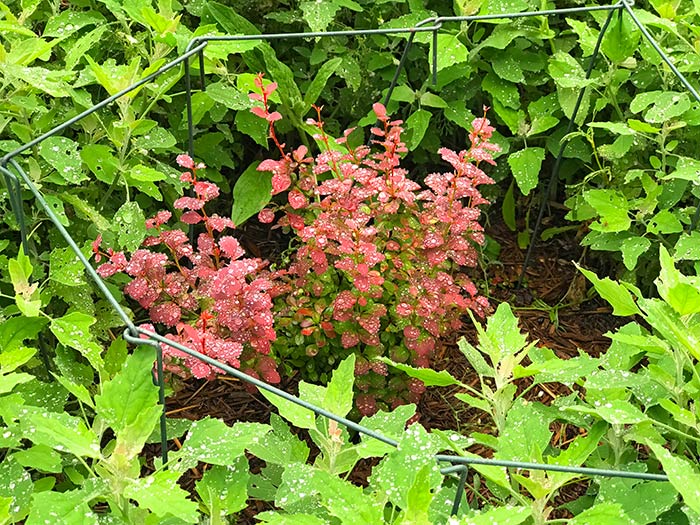 solstice_16_Jun21_700