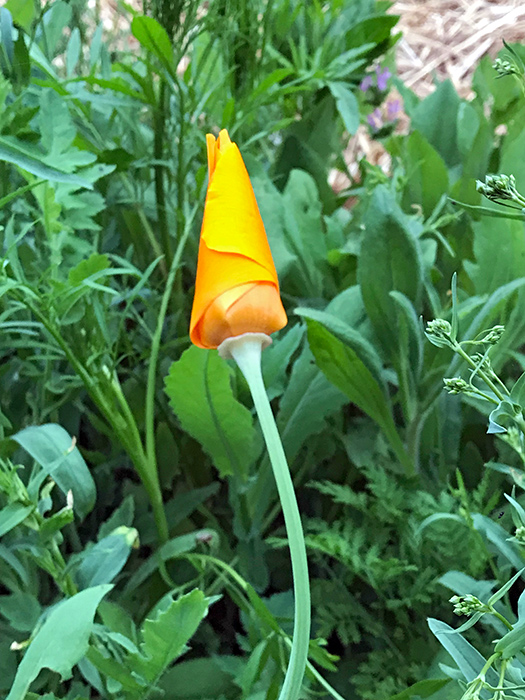 solstice_1_Jun21_700