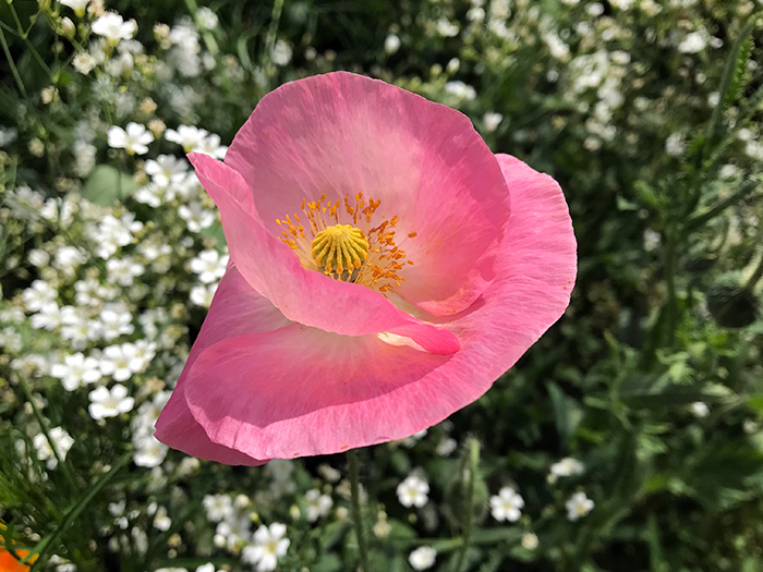 solstice_32_Jun21_700