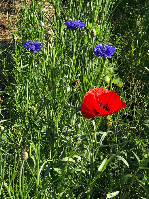 solstice_34_Jun21_700