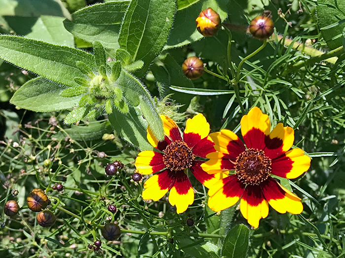 solstice_36_Jun21_700