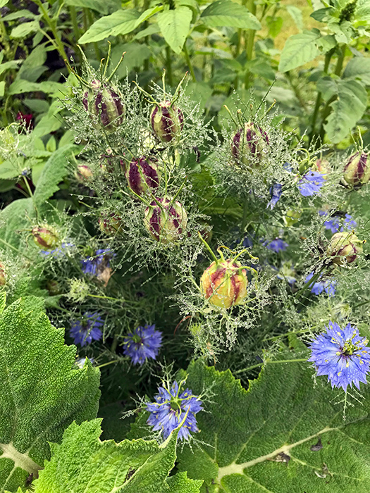 solstice_7_Jun21_700