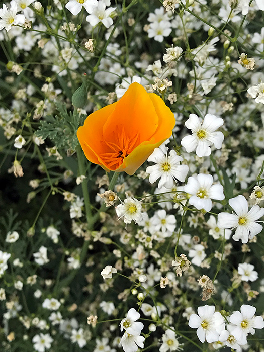 solstice_9_Jun21_700