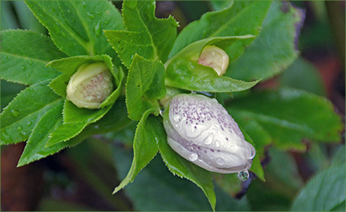 13_hp_Feb21_490x300_h