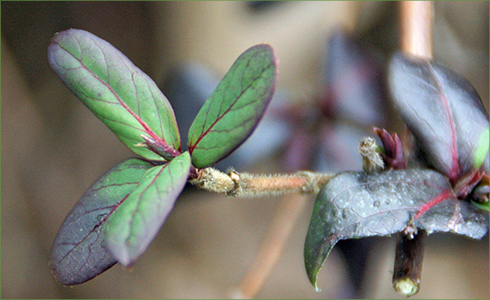 15_hp_Feb21_490x300_q