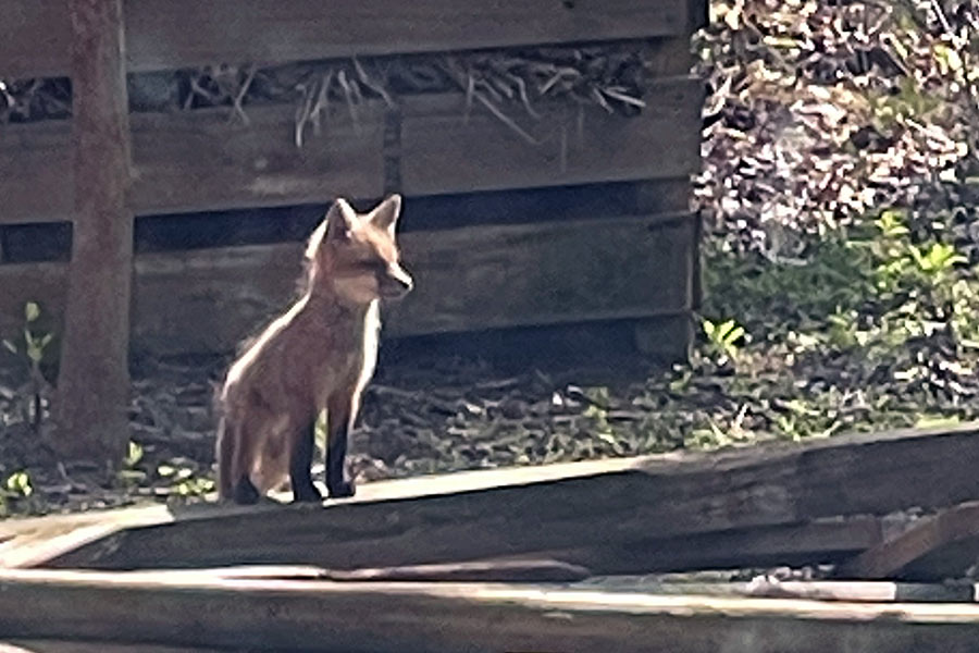 _fox-kit-hey-wait_900