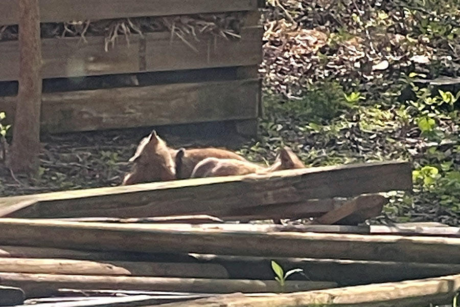 _fox-kits-wrestling_900