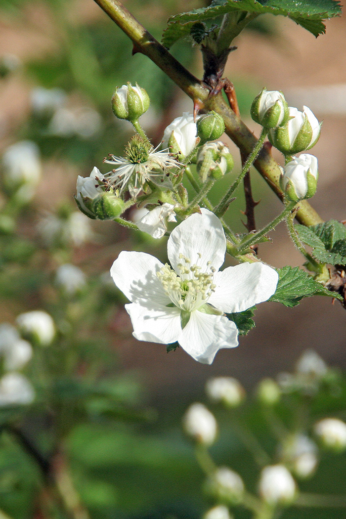 gallery_sum22_b_1050h