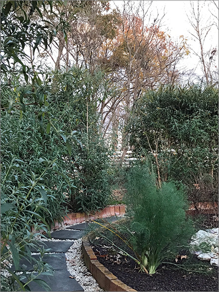 garden_Nov22_600_b