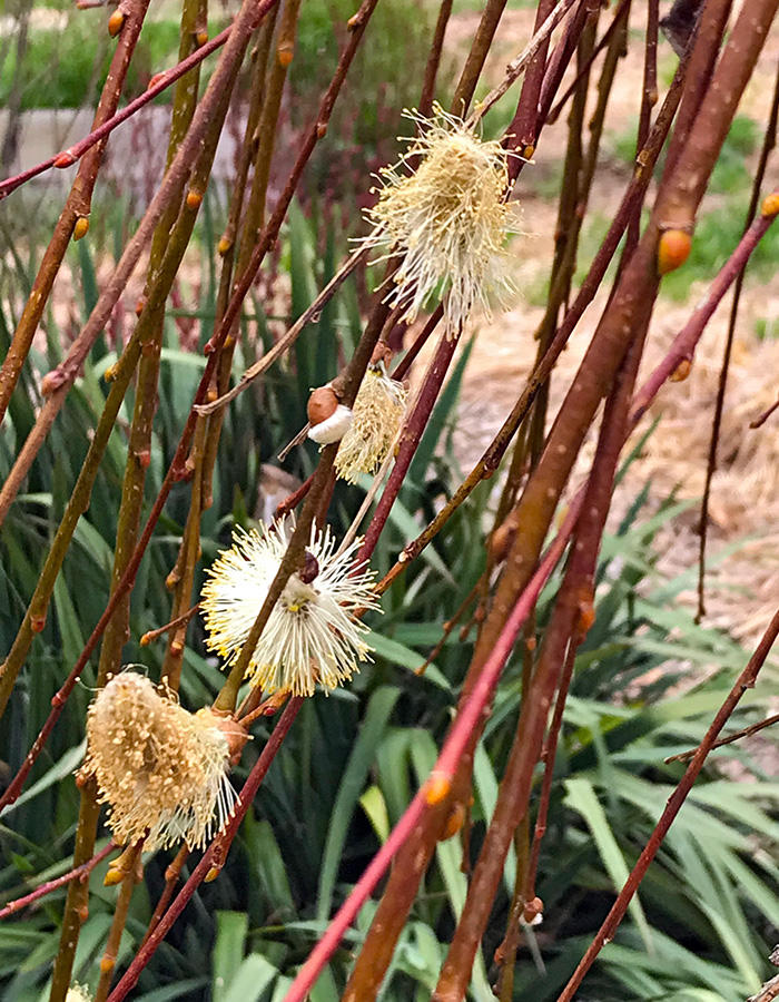 garden_Apr23_700x900_3