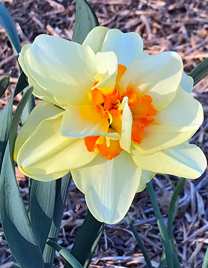 garden_Apr23_700x900_4