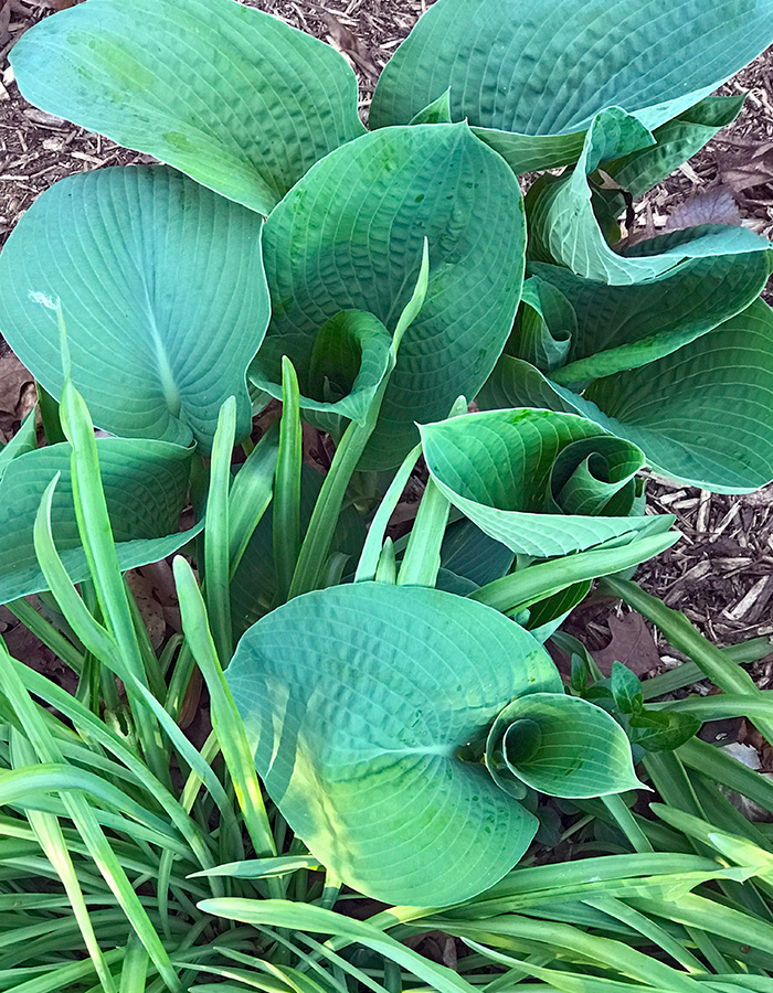 garden_Apr23_700x900_5