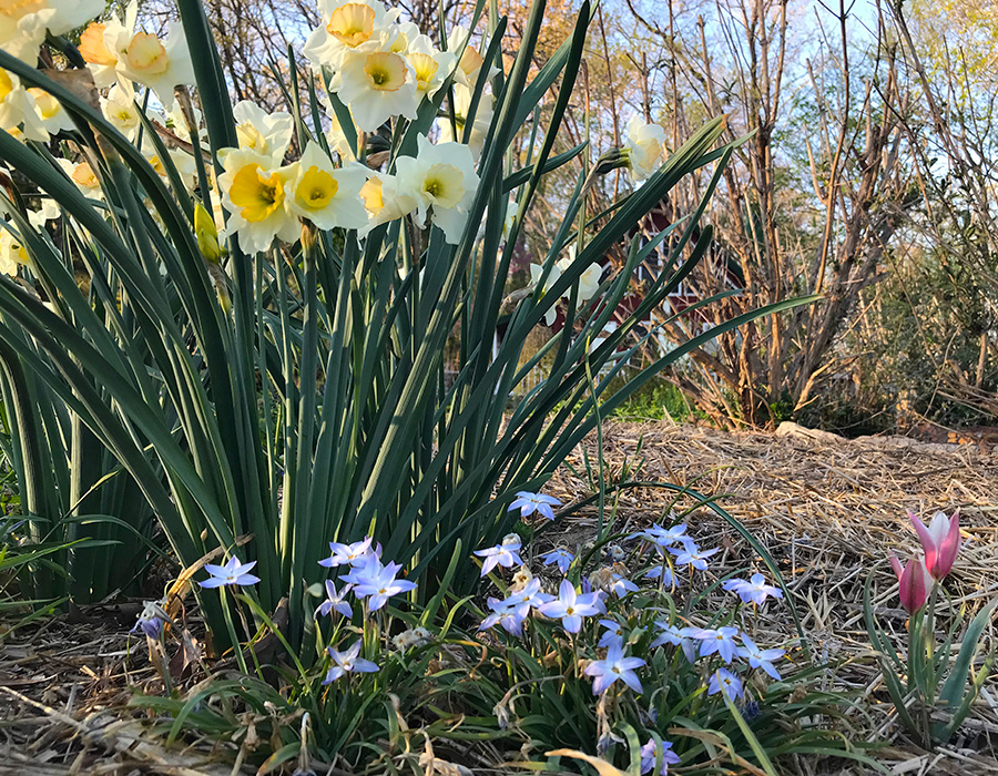 garden_Apr23_900x700_a