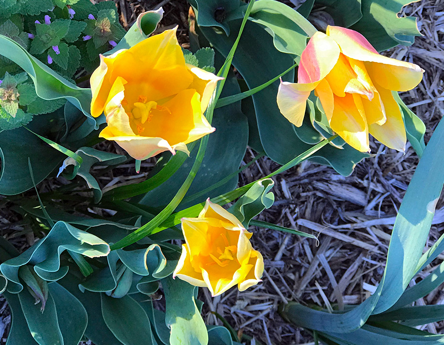 garden_Apr23_900x700_b