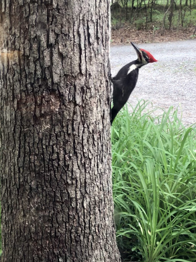 Garden_May23_1_675x900