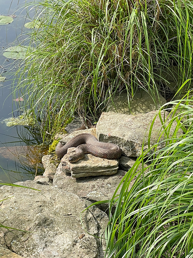 Garden_May23_2_675x900