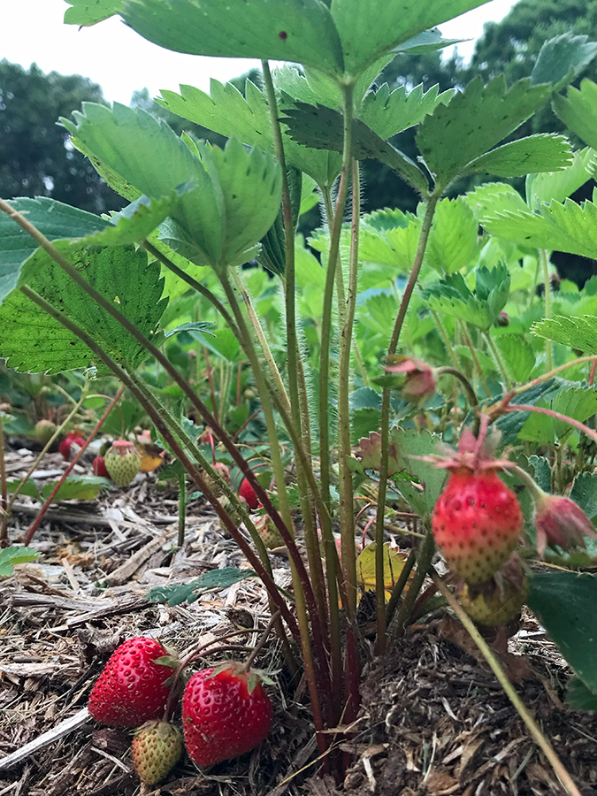 Garden_May23_6_675x900