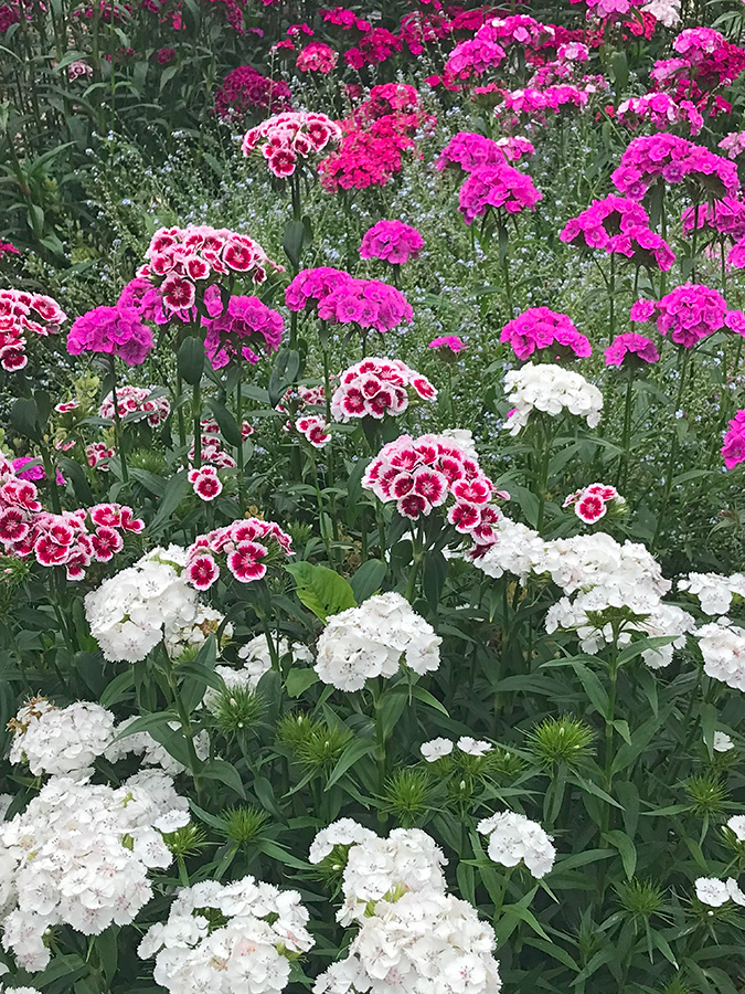 Garden_May23_8_675x900