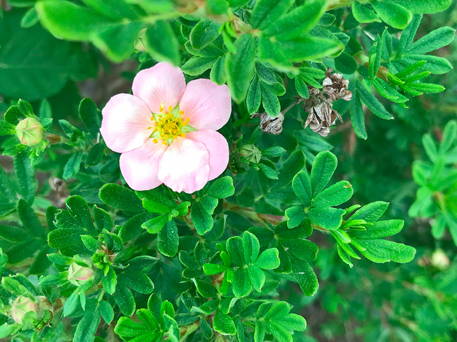 Garden_May23_i_900x675