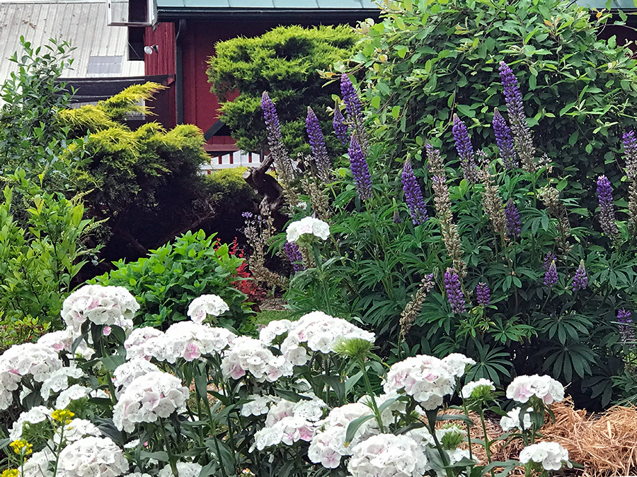 Garden_May23_l_900x675