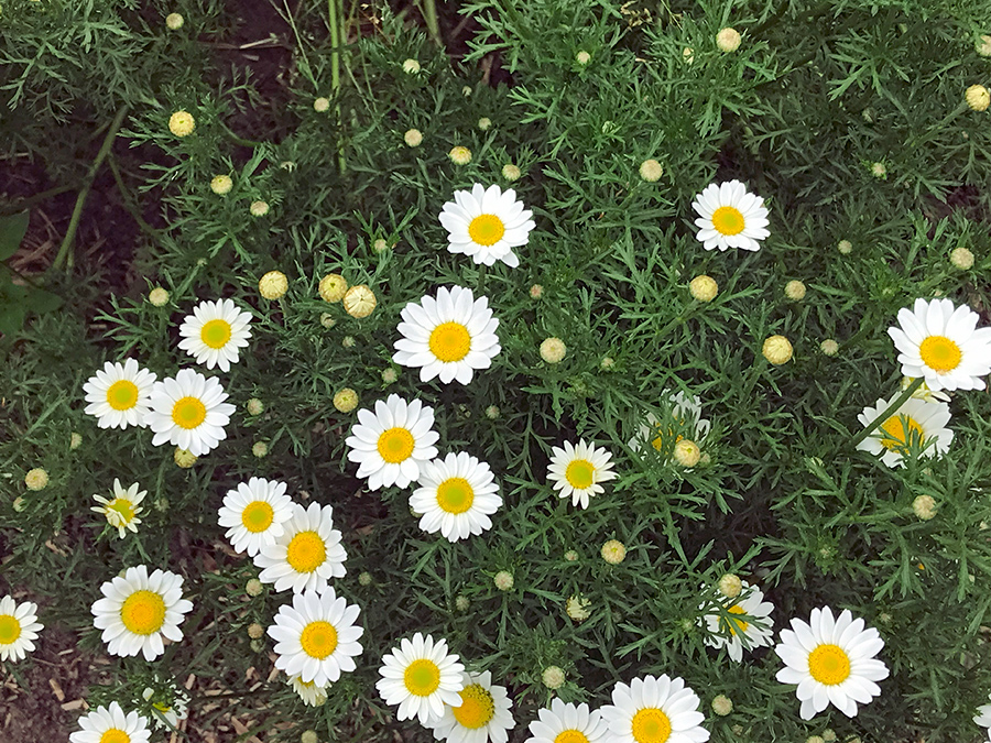 Garden_May23_m_900x675