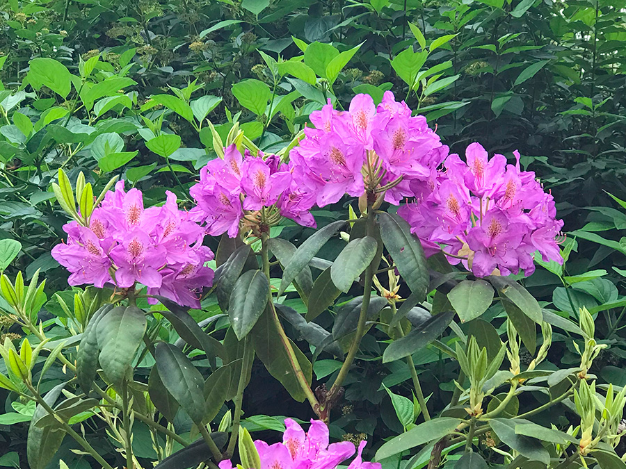 Garden_May23_s_900x675