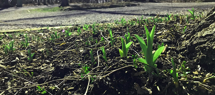 garden_Feb22_900x400_n