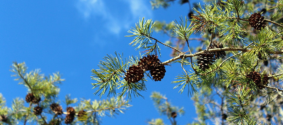 garden_Feb22_900x400_p